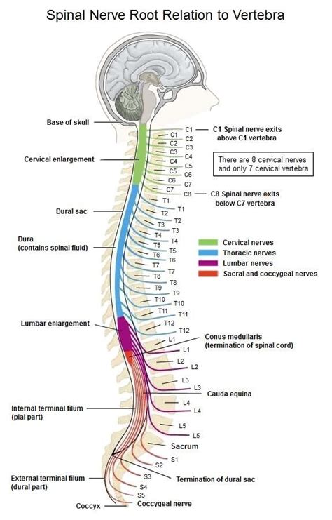 Image Result For T Nerve Distribution Spinal Nerve Basic Anatomy