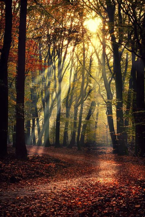 The Most Beautiful Autumn Forest In The Netherlands With Mystical And