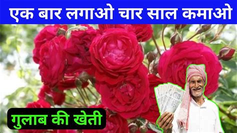 गुलाब की खेती से कमाए लाखों रुपए Rose Farming In Hindi Gulab Ki