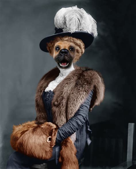 Funny Vintage Dog Portrait Photography Stock Photo Image Of Item