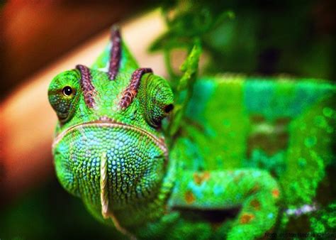 Yemen Chameleon Love This Face Reptiles Animals Amphibians