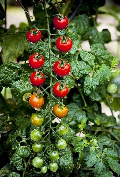 How To Grow Cherry Tomatoes In Pots And Trays Agri Farming