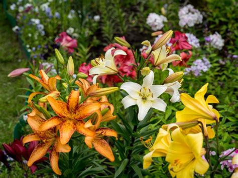 Lily Plant Companions Learn About Companion Planting With Lily Flowers