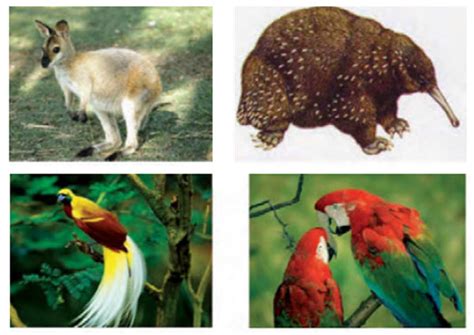 Keragaman Flora Dan Fauna Di Indonesia Flora And Fauna