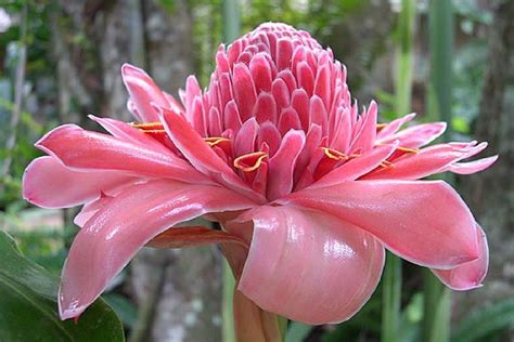 ~sweet Pink~ Torch Ginger Etlingera Elatior Rare Thai Zingiberaceae 15