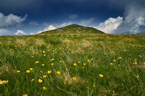 Yellow Flowers On Mountain Stock Image Image Of Mountains 189511057