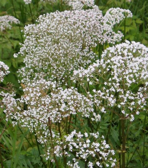 Giant Hogweed And Lookalikes Giant Hogweed Horticulture Aph Maine Acf