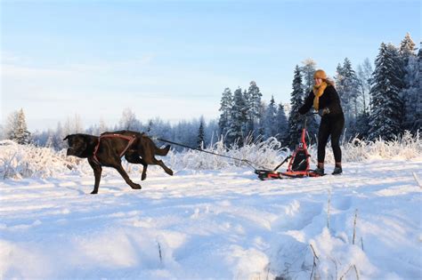 Mushing On A Kicksled Dog Mushing Accessories Explained Brave The Snow