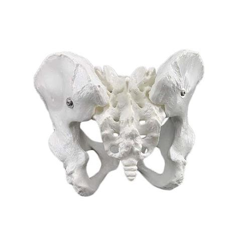 Buy Female Pelvis Skeletal Model Life Size Replica Of Human Anatomy