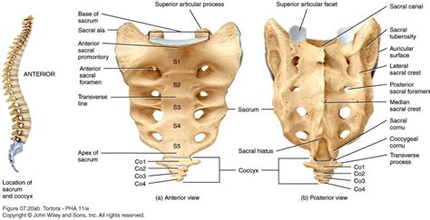 The long bone has a shaft, with proximal and distal ends. Your Sacrum & Your Coccyx | Clearview Chiropractic