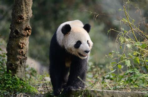 Giant Pandas A Beautiful T From China To Belgium