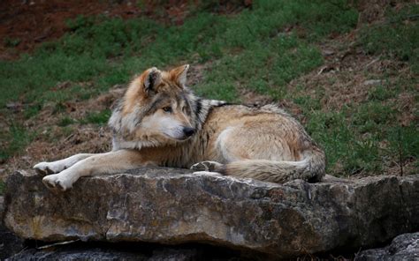 Wolf Dies At Lehigh Valley Zoo