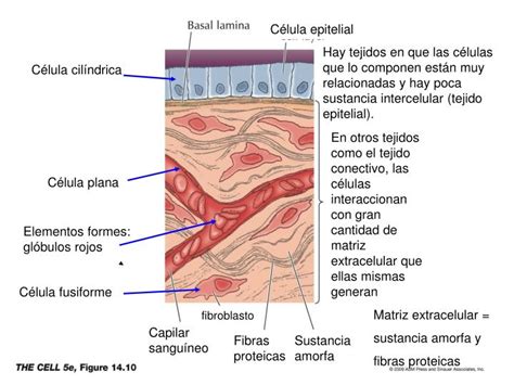 Ppt Introducción Al Estudio De La Biología Celular Y Molecular