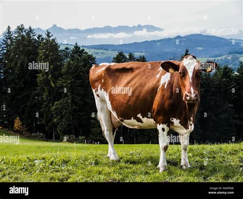 blappach emmental fleckvieh simmental cattle canton bern bern cow scenery milk cow