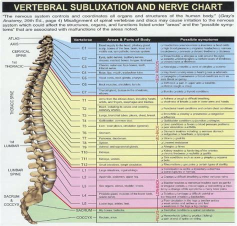 Pin By Rebecca Atkinson On Misc Spine Health Massage Therapy