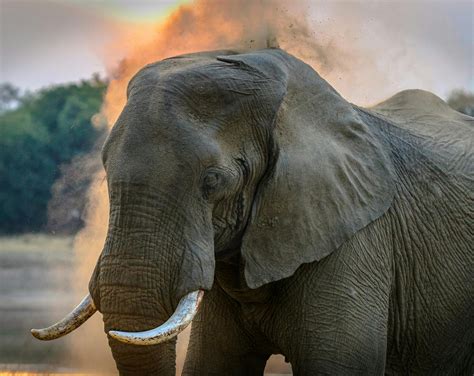 Photo Of Elephant · Free Stock Photo