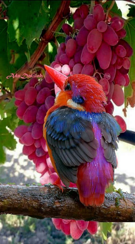 Pin By Jessica Mcgee On Animals Beautiful Birds Pretty Birds Birds