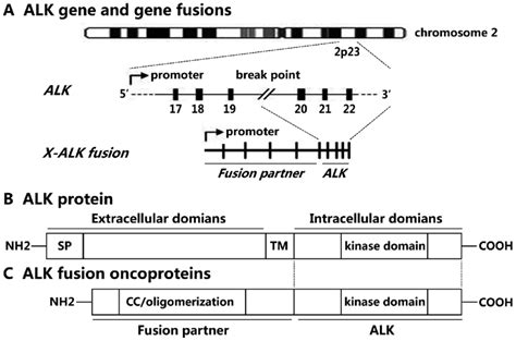 Schematic Structure Of The A Alk Gene B Alk Protein And C An Alk