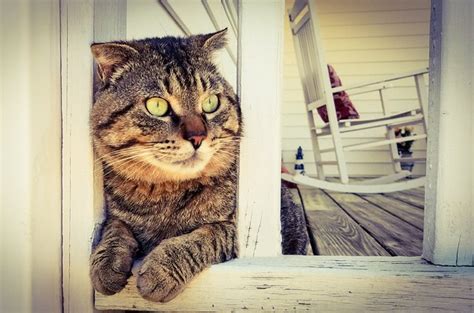 5 Interesting Facts About Tabby Cats Petguide
