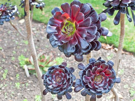 Growing And Caring For Aeonium Plants