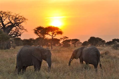Serengeti Safari — By The Seat Of My Skirt