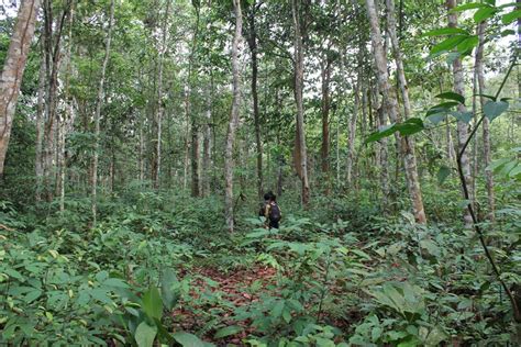 Foto Praweding Kebun Karet Rubber Tree Amazing Indonesia Arenas