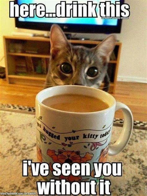 15 Cats Hyped Up On Coffee Memes To Get Your Through This Day I Can
