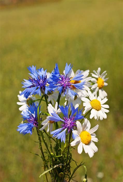 Field Bouquet Of Cornflowers And Daisies Stock Photo Image Of