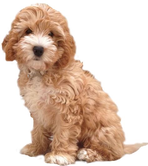 The Search Is On For My Cockapoo Puppy In