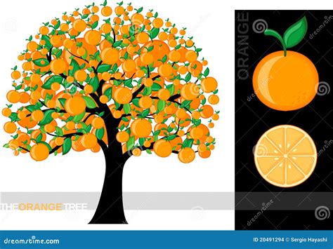 Orange Tree Limb Vector Illustration 134165883