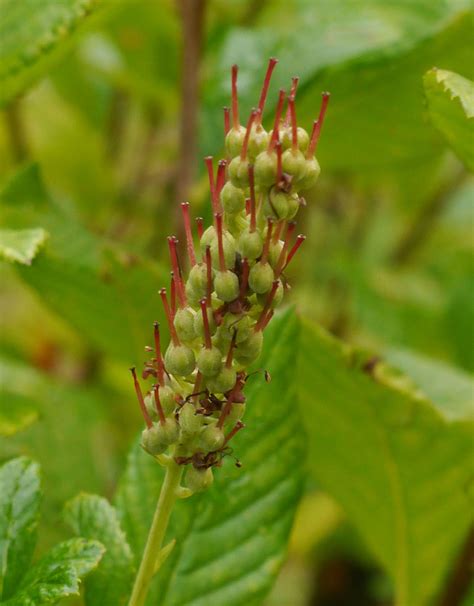 Sweet Pepperbush Identify That Plant