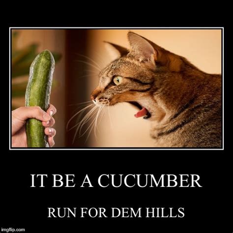 Cucumber Cat Imgflip