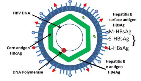 Вирусный гепатит d (гепатит д, гепатит дельта, hepatitis delta virus, hdv). About hepatitis B, what do you need to know? - Cusabio