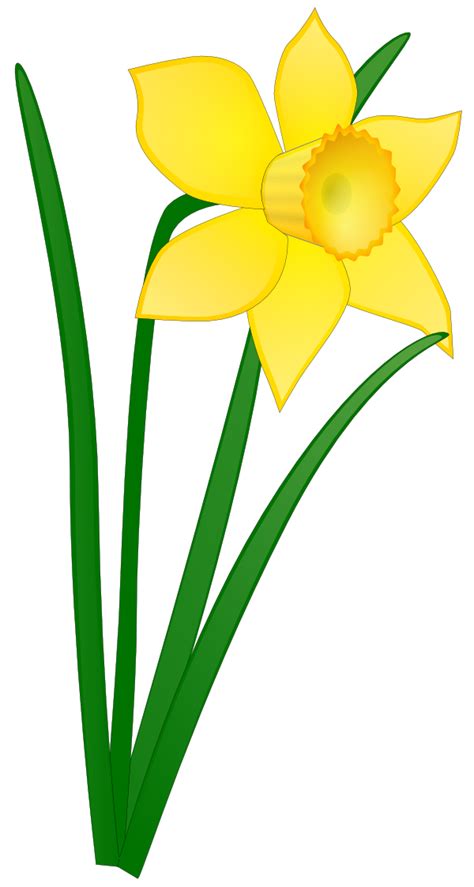 Daffodil Cartoon