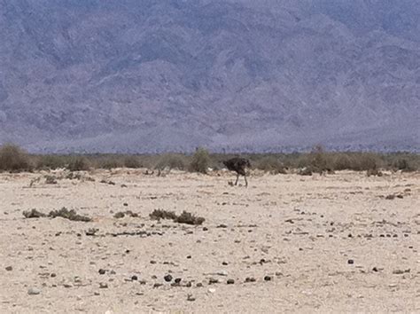Lianas Adventures Desert Animals