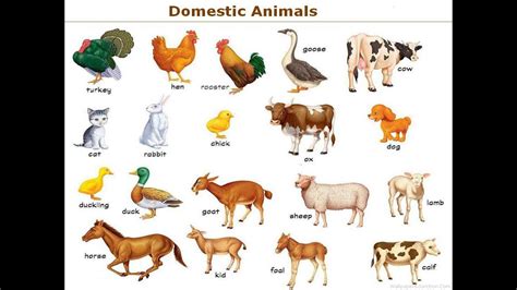 Domestic Animals Name In English With Picture And Sound Youtube