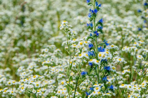 Free Images Nature Blossom White Field Vintage Meadow Prairie
