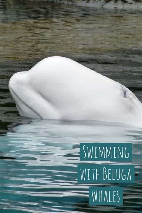 Swimming With Beluga Whales In The Wild
