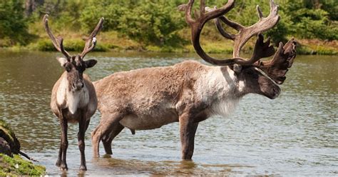 Scientists Reinforce The Need For Boreal Caribou Protection