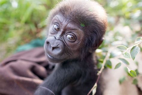 Woodland Park Zoo Announces Name Of Baby Ape The Seattle Times