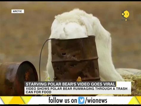 Starving Polar Bear S Video Goes Viral World News