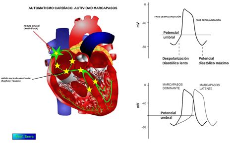 Automatismo O Cronotropismo Cardíaco 2031 Webfisio