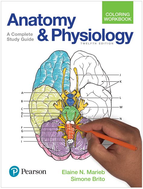 Marieb And Keller Essentials Of Human Anatomy And Physiology 12th Edition