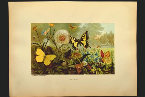 Ca 1885 Antique Butterfly Lithograph Print Butterflies Etsy