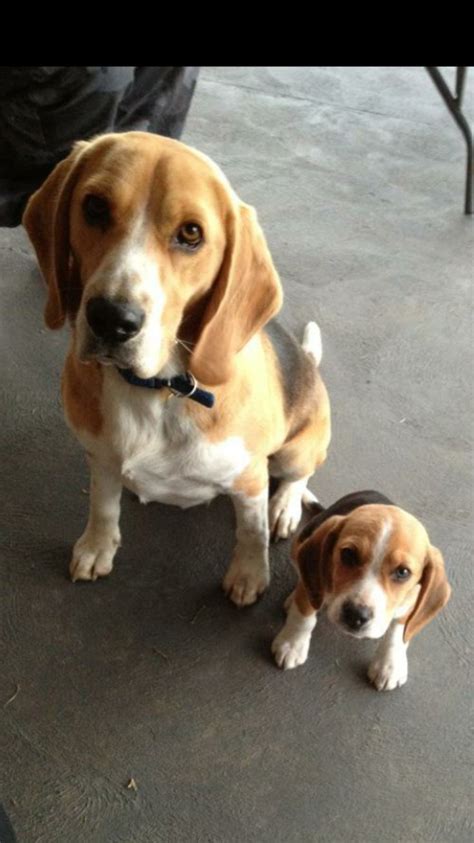 449 Best Beagles Images On Pinterest Beagle Puppy