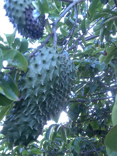 Introduction of soursop fruit farming: Healing Herbs of the Caribbean: The Soursop Tree (Graviola)