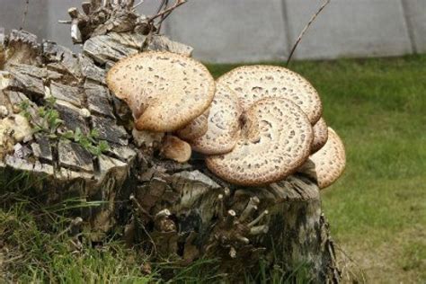 Edible Mushrooms That Grow On Tree Stumps Great Time Together