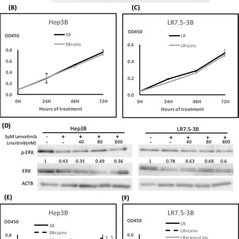 Effects Of Lenvatinib On The Mapk Signaling Pathway In Hcc Cells A B Download Scientific
