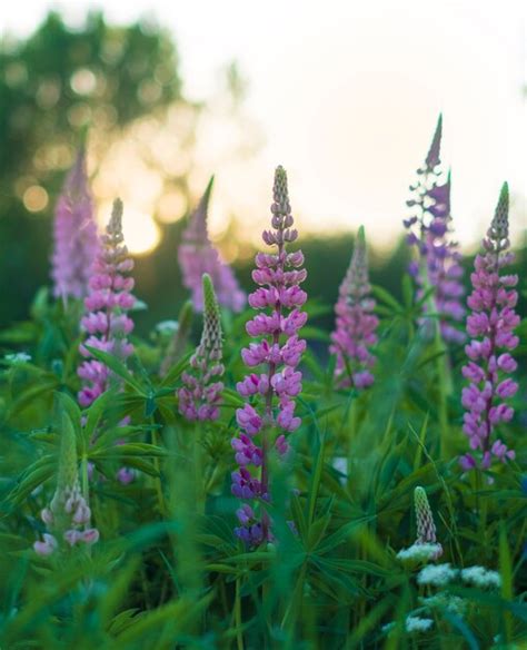 Premium Photo Beautiful And Bright Wild Lupine Flowers In A Field