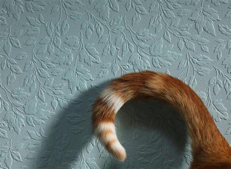 Mother cats hold their tails upright when she wants her kittens to follow her (it may also help her kittens see her, depending on where they are). Check Out These Cat Tail Signs